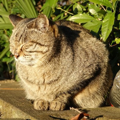 takapon_xp's profile picture. ガジェット、オーディオ、投機ネタなど雑多につぶやきます。 
現在Self-Hostedにハマっている人間。
bluesky: https://t.co/VDvIRCroGS