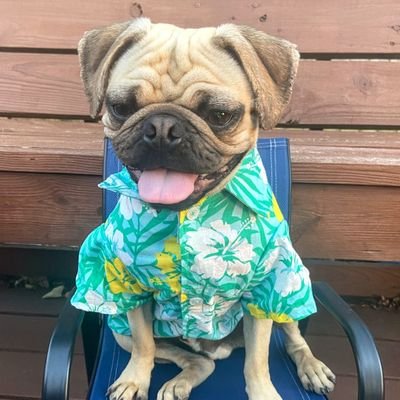 I’m living my best #puglife! Bird watching (chasing), Yard patrol ( against
Squirrels), trending foodie( sampling all things edible and some not) and exploring