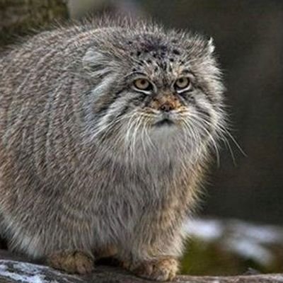 世界最古の猫
準絶滅危惧種