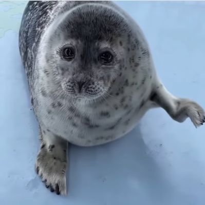 だいちゃん🐧🍝さんのプロフィール画像
