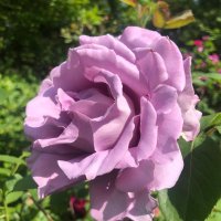 revitalisebritannia.com (@revitalisetheuk) 's Twitter Profile Photo