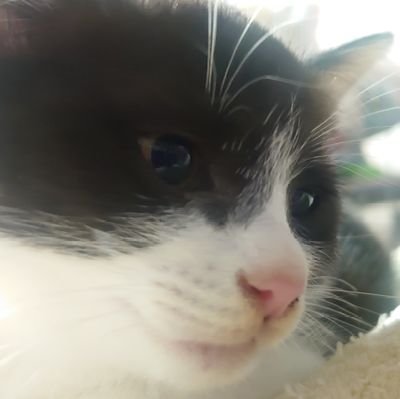 pawpads_shimo's profile picture. 野良猫2頭が産んだ子猫6頭、親不明の子猫2
頭を保護しています🎶4月中旬生まれ。下関市近郊で里親募集します🐾里親ご希望の方は固定ツイートをご覧下さい。里親ご希望の方は@ツイート若しくはツイートにリプライ頂きフォローをお願いします。フォロバしてDMでご連絡致します。とりあえず見学だけ等もご相談下さい。