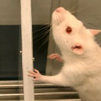 Knipper/Rüttiger_Lab (@knipperlab) 's Twitter Profile