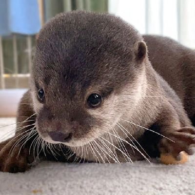 Falkenby's profile picture. Fitness enthusiast. Internet sleuth.