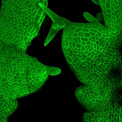 Postdoc @slcuplants in @RobinsonSci group working on cell division, growth, and mechanics in plants.
https://t.co/cblNXFloc7