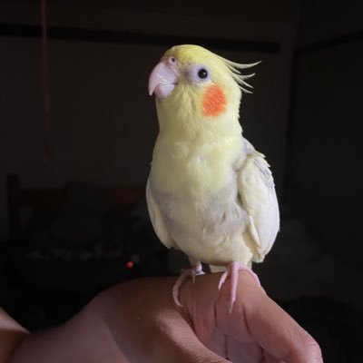 Ra36Q's profile picture. マニアックなゲームが大好きです。ガンヴォルトやロックマンそしてメドロイド等が推しです。現在投稿している画像は蒼き雷霆ガンヴォルトとマギアレコードのコラボ的なツイート、題して『マギアレコードVS蒼き雷霆ガンヴォルト』です。コメントお待ちしております。