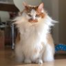 neu21786269's profile picture. ananにゃんこ❤️LOVE 夏の猫さま大賞2021 準グランプリ受賞 2023年BRUTUS愛猫グランプリ銅賞受賞  アフタヌーンティーCat's NapTimeシリーズ第10弾イラストキャラクターモデル　坂上どうぶつ王国テレビ出演 &Premium webにて「ノイの風まかせな日々」連載☟☟