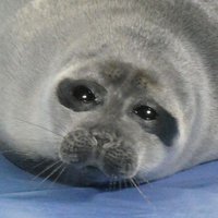 週イチ水族館 (@shu_1aquarium) 's Twitter Profile Photo 週イチ水族館 (@shu_1aquarium) 's Twitter Profile Photo