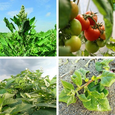 SALAD (Saline AgricuLture for ADaptation) is a transcontinental research project in the field of food systems and climate (FOSC). https://t.co/f2W80htH3r