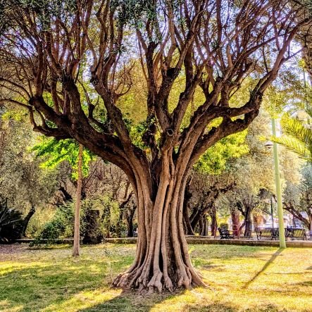 NicolasNipepsi's profile picture. 