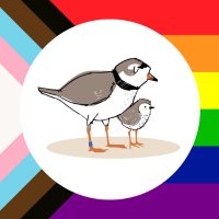 Ontario Piping Plover Conservation Program(@ontarioplovers) 's Twitter Profile Photo