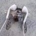 Spooperdink (@bennettdevan) Twitter profile photo Spooperdink (@bennettdevan) Twitter profile photo