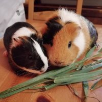 FeedMeNow Pets Planet (@feedmenowp) 's Twitter Profile