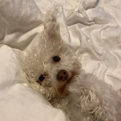 GTLel's profile picture. warning: my tweets are douchey