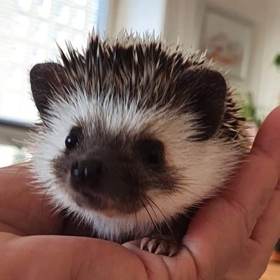 Hi Fwends! I was born 6th May 2021, my Instagram account is Hettie_RitzyBlossomaph2021 come and find me there too! Watch my journey, frolics and mischief 🦔🥰🦔