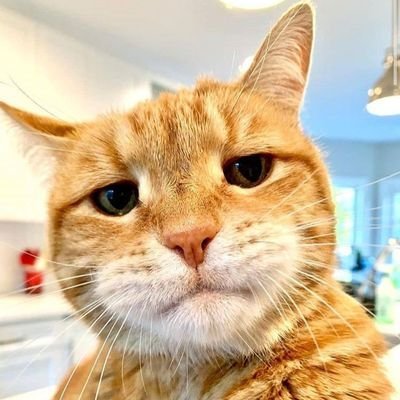 pototo10's profile picture. ❤💛💜  🐶🔻