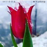 pınar 🇹🇷🇵🇸 (@pinar_erennn) 's Twitter Profile