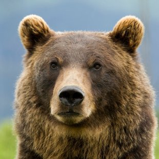 Grizzly990 Profile Picture
