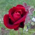 Layla Hawke, author (@laylahawke2) Twitter profile photo Layla Hawke, author (@laylahawke2) Twitter profile photo