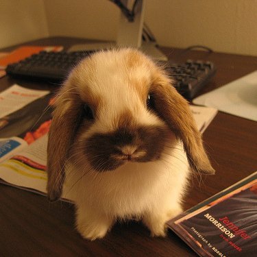 Hi! I'm a harmless man-eating bunny. Feed me, human. Hihihi :[