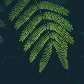 FrankJi96973218's profile picture. 