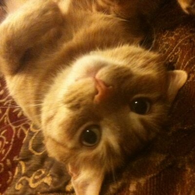 BongoKitty's profile image