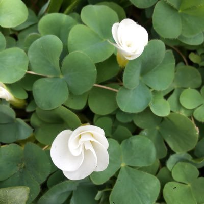 LuU0v's profile picture. 読書垢