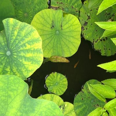 2019.2生まれ育児中。 息子が好きなドクターヘリ。LD。双極性障害。ステップファミリー。10キロ単位で増減中。ちょこZAP→普通のジム。すと💎❤️。🍏。👑🐃。
