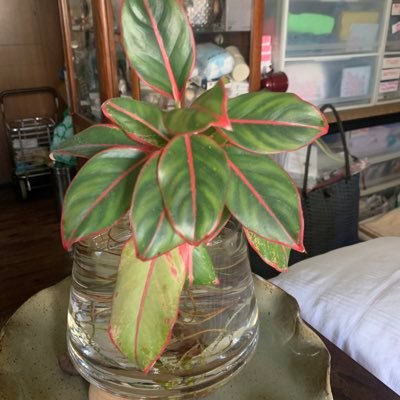 willi_salvador's profile picture. love to touch huge cock