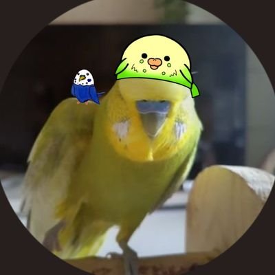 ジャンボセキセイインコ、ピコ(５歳♀)の飼い主😊翔磨2023/12/6🌈(２歳)アイコンはピー助2021/07/28🌈(２歳)