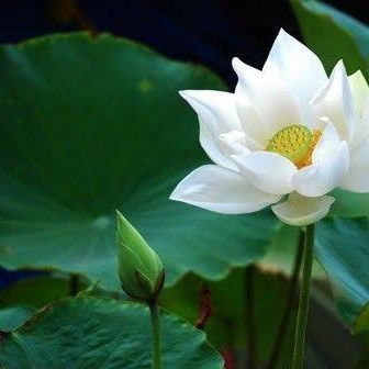 u_umaam's profile picture. มายอาโป💚💛 คินน์พอร์ช💚💛
🥐🥐🥐🎸🎸🎸