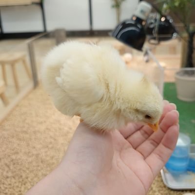 おめぐさんのプロフィール画像