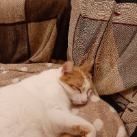 Happycat (@johnsoldear) 's Twitter Profile Photo Happycat (@johnsoldear) 's Twitter Profile Photo