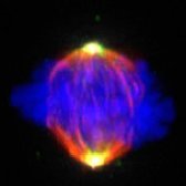 Meraldi lab (@labmeraldi) 's Twitter Profile Photo Meraldi lab (@labmeraldi) 's Twitter Profile Photo