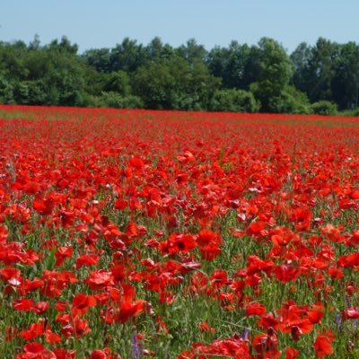 landundstadt's profile picture. No world to come