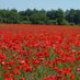 StadtundLand (@landundstadt) Twitter profile photo StadtundLand (@landundstadt) Twitter profile photo