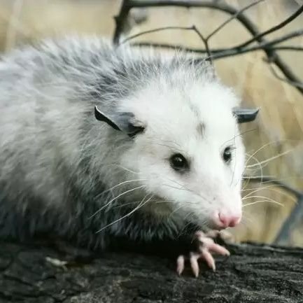 im a possumさんのプロフィール画像