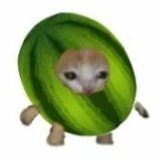 SomeCretinOnTwt's profile picture. 