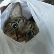 yamako369's profile picture. ２児の母。５月に次女出産。家族が安全に暮らせるように日々ツイッターをチェックして情報を得ています。