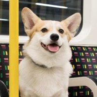 Mangouffe 🪕 (@mangouffe) 's Twitter Profile Photo