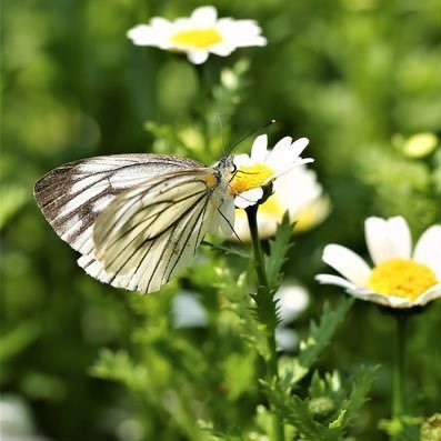🐰🦋 Butterfly of PECK Palitchoke 🐻🐷 music🎼🎧 nature🍀🌼🌸reading📚 craft🧶🧵baking🍮🍪 travelling✈️🚅 history🕕🕒🕘📜🗓📝 dhamma 🙏🏻... be a good learner