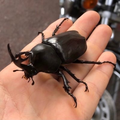 CHIKA_BOON's profile picture. ダンゴムシ博士ヾ(・ω・ゝ) ボンボクラァ〜！！！🌱🌱🌱 🌱🌱🌱眉村ちあきが大好きです