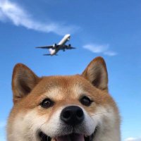 长腿柯基 (@jerryfu0520) 's Twitter Profile Photo