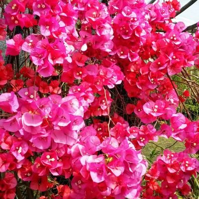 silirmar's profile picture. lo mejor de mi se lo doy a quien merece.