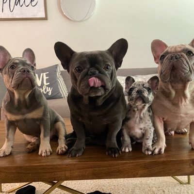 Your friendly french bulldog plug! Any questions about any upcoming litters please dont hesitate to ask