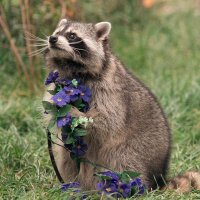 Happy Raccoons(@happy_raccoons) 's Twitter Profile Photo
