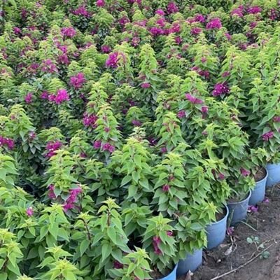 fmh2050's profile picture. ‏‏نحن  مشاتل بساتين الساهر...موقعنا جده... نقدم الكثير من المنتجات الزراعيه ويسعدنا التعامل مع الجهات الحكوميه و الشركات  و المشاتل و الافراد . ونتشرف بخدمتك .