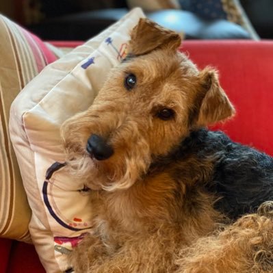 Welsh terrier pupster, Gryff, taking over the world one huggle at a time. Born November 2019.