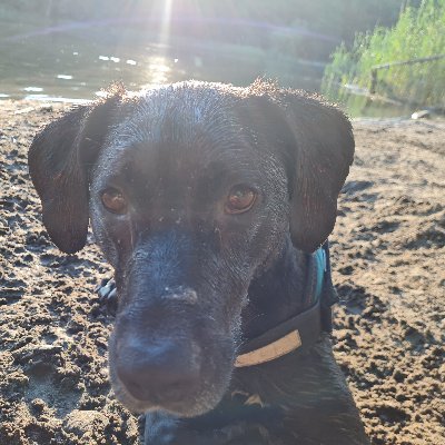 I'm Ketama. 3 year old Berliner with a ball addiction.
