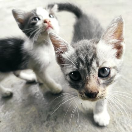 BangLeem5's profile picture. SimpLe Boys